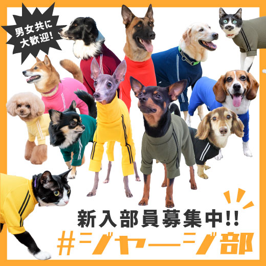 のえたん❣️ハロウィン❣️ハンドメイド 犬服❣️ - 犬用品