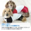 メッシュインナー付ダブルライン裏毛パンツ（ダックス・小型犬用）