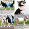 温度調整機能素材の腹巻き! シンプルぽんぽんウエア(R)(2023モデル)