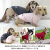 ベア天竺ラグランTシャツ(ダックス・小型犬用)	