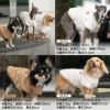 ハート刺しゅうふわもこボアラグラントレーナー(ダックス・小型犬用)