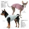 ワンポイントシンプルパイルタンク(ダックス・小型犬用)