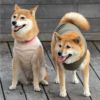 バイカラーフリースタンク(大型犬用)