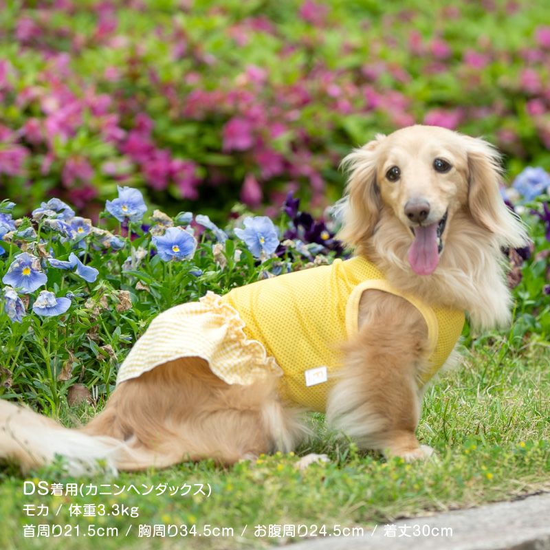 チェックフリルメッシュワンピース(ダックス・小型犬用)