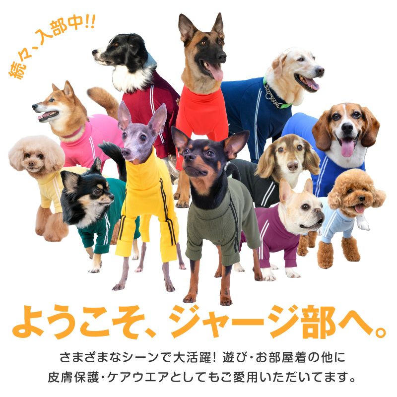 ドッグプレイ(R)体操服ジャージつなぎ(フレブル用)