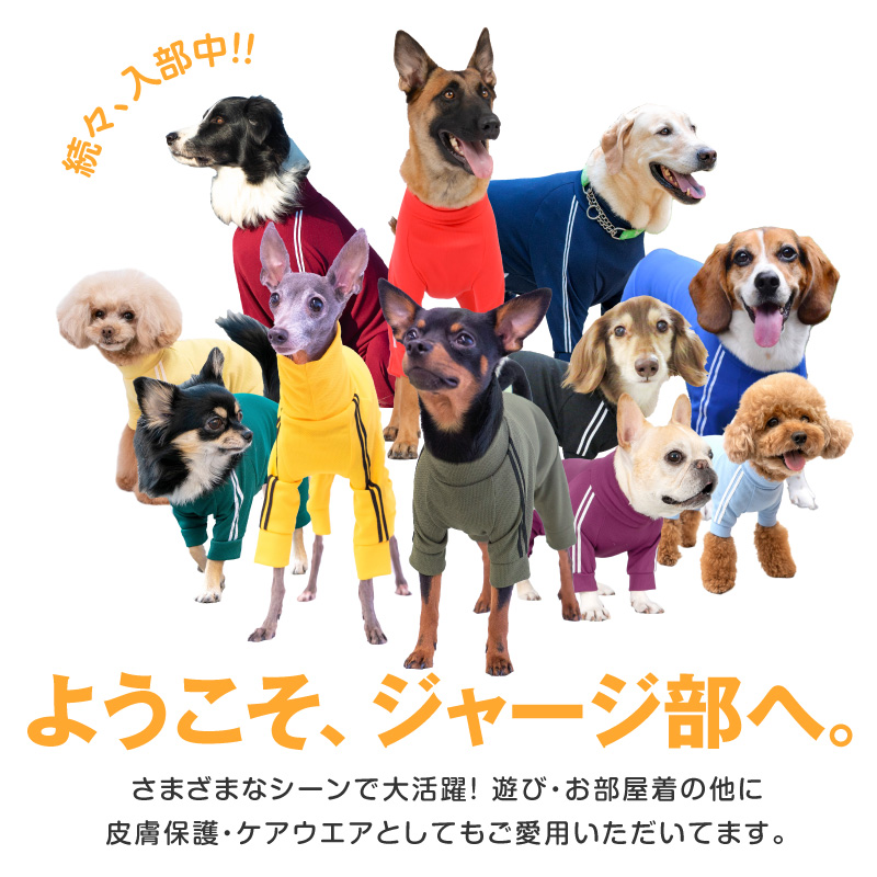 ドッグプレイ(R)体操服ジャージつなぎ(フレブル用)